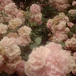 Meet your Posher, Anonymousonion